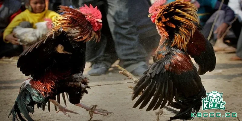 Chơi thêm và theo dõi kết quả của các trận đấu mà bạn đã đặt cược