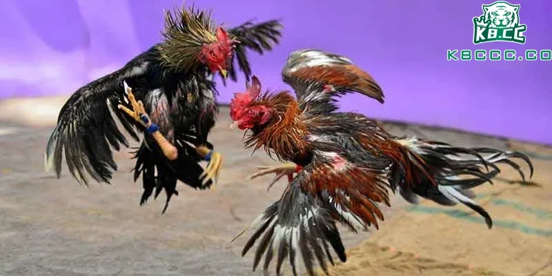 Đá gà trực tiếp